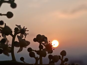 Close-up of silhouette plants against sky during sunset