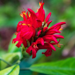 Close-up of red flowering plant