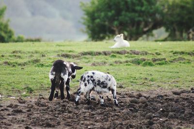 Sheep on field