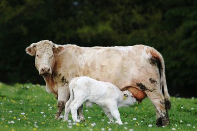 Side view of cow breastfeeding calf on grassy field