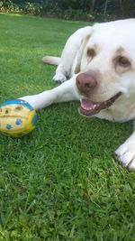 Close-up of dog with ball on grass