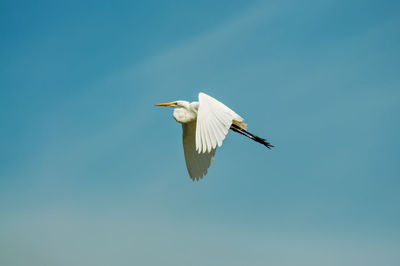 Low angle view of bird flying against clear sky