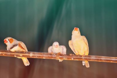 Close-up of parrot perching