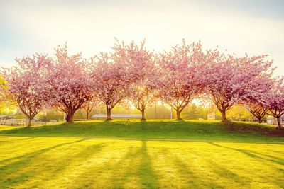 Scenic view of grassy field against sky