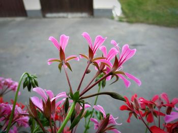 Close-up of pink flowering plants