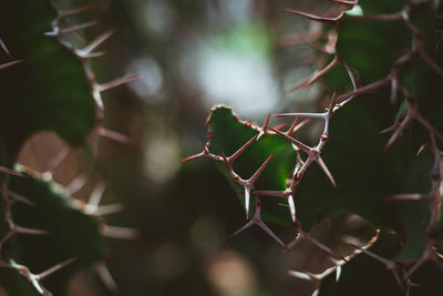 Close-up of plant