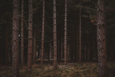 Trees in forest