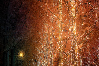 Full frame shot of illuminated trees at night