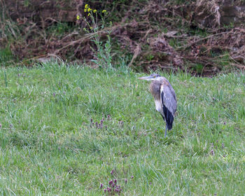 High angle view of gray heron on field