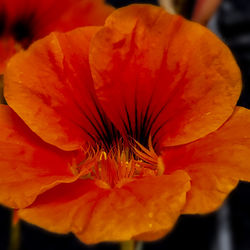 Close-up of orange day lily blooming outdoors
