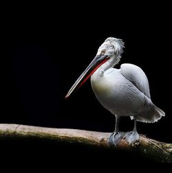 Close-up of bird