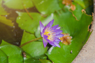 Close-up of purple water lily