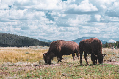 Wild buffalo walking around in field in yellowstone nationalpark