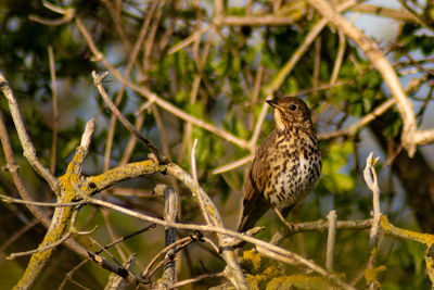 Close-up of bird perching on branch