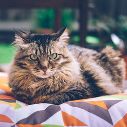 Close-up of cat on bed