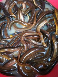 High angle view of eels for sale at market