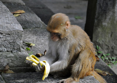 Full length of monkey holding banana at temple