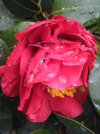 Close-up of pink rose