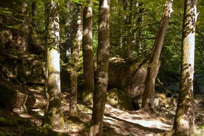 Trees in forest