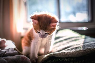 Close-up of cat sitting on bed at home