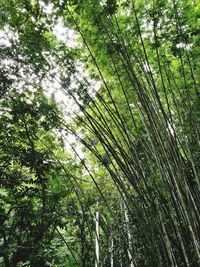 Low angle view of bamboo trees in forest