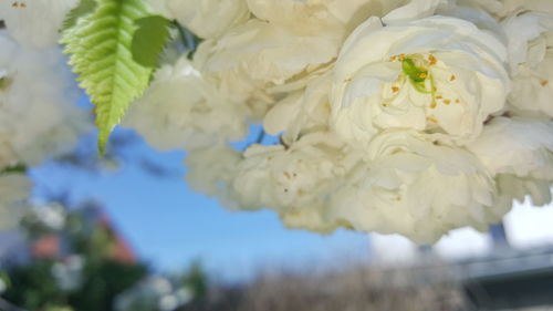 Close-up of plant against blurred background