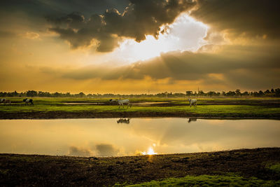 Scenic view of agricultural field against sky during sunset