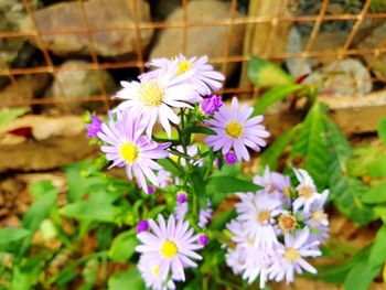 Close-up of flowers blooming outdoors