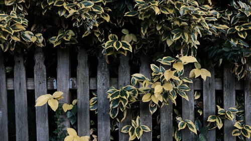 Close-up of plants growing against fence