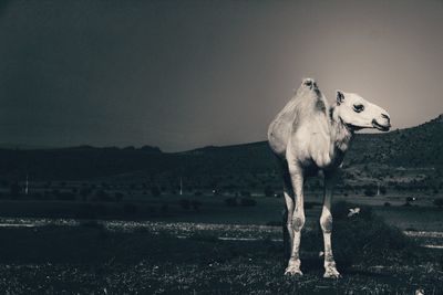 Horse standing on field against sky