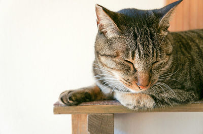 Close-up of tabby cat lying on wood against white wall