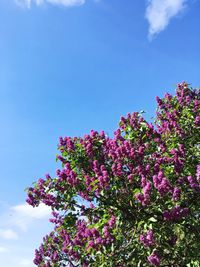 Low angle view of pink flower tree against sky