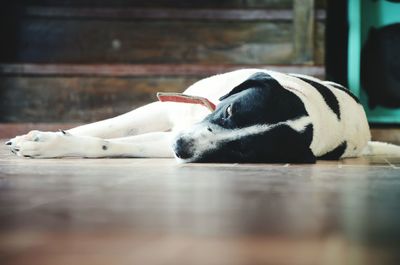 Close-up of dog lying on floor