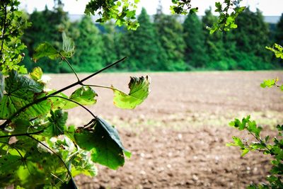 Close-up of fresh green plant