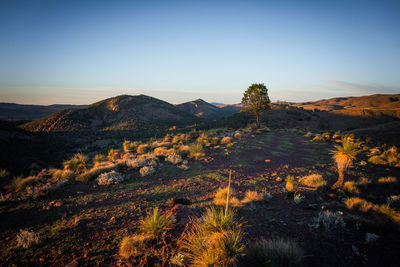 Scenic view of landscape against clear sky