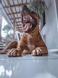 Close-up of dog sitting on floor