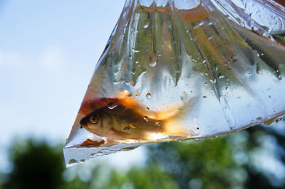 Close-up of fish in plastic bag against sky