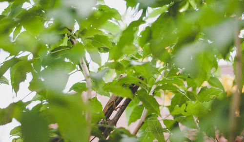 Close-up of leaves on tree