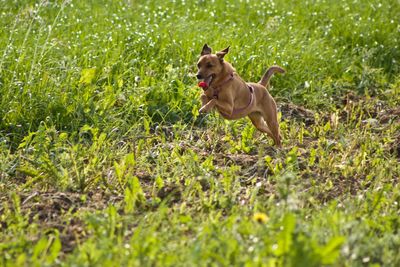 Dog running in field