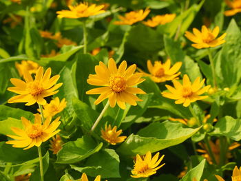 High angle view of yellow flowering plants on field