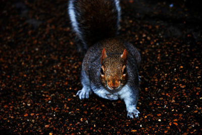 High angle view of squirrel on field