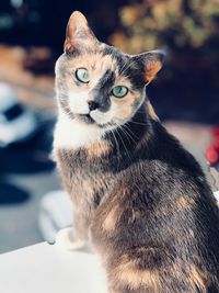 Close-up portrait of a cat