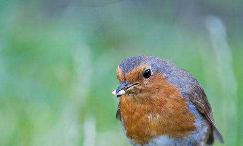 Close-up of robin