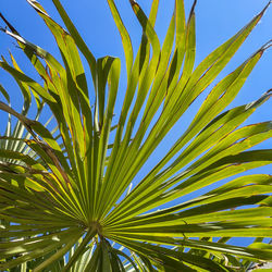 A group of palm trees next to a tree on the cloudless sky.