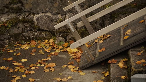 High angle view of autumn leaves