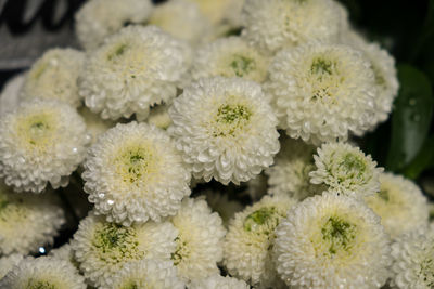 Close-up of flowers