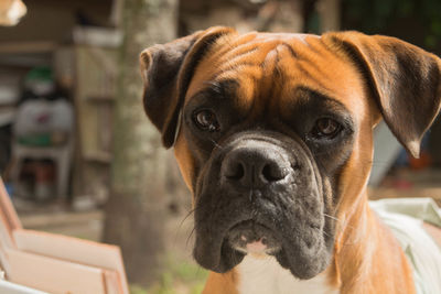 Close-up portrait of dog