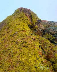 Low angle view of moss growing on mountain against sky