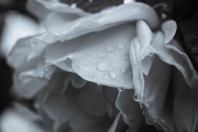 Close-up of wet rose