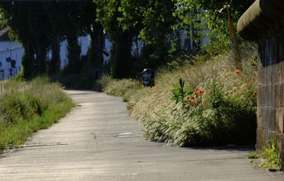 Rear view of man walking on footpath amidst trees